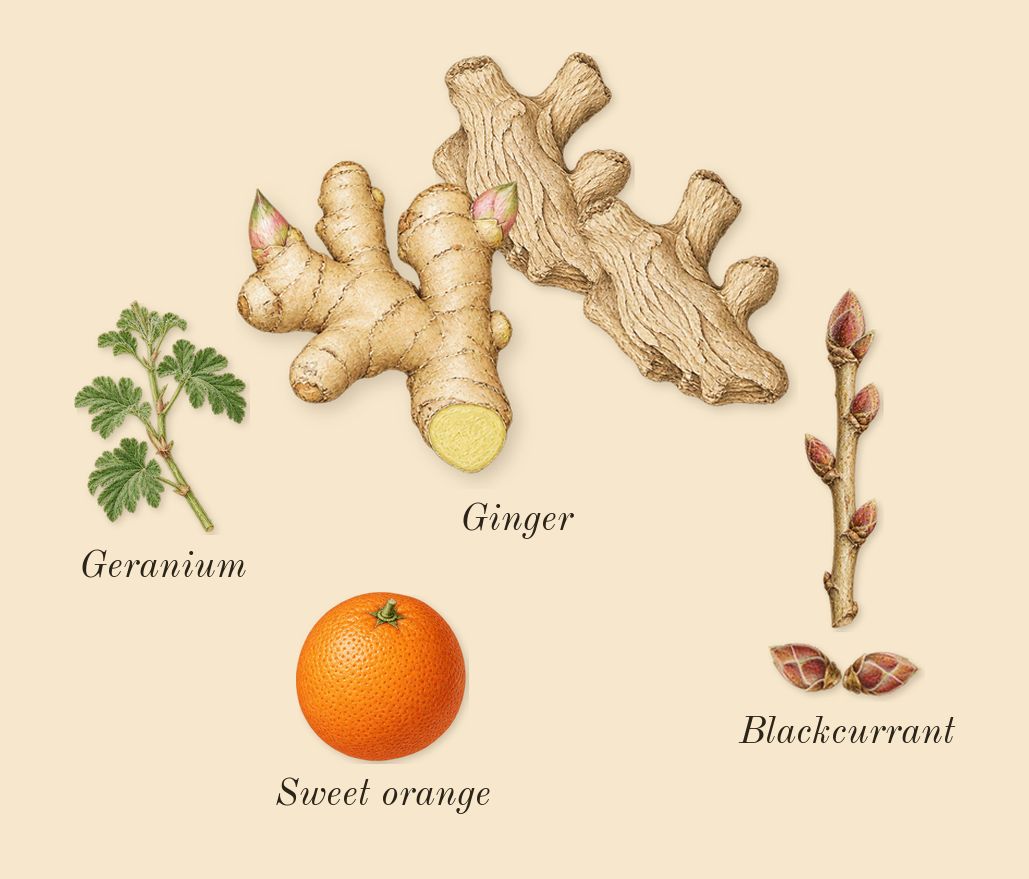 eLVes, top notes: Blackcurrant, Ginger, Geranium, Sweet orange