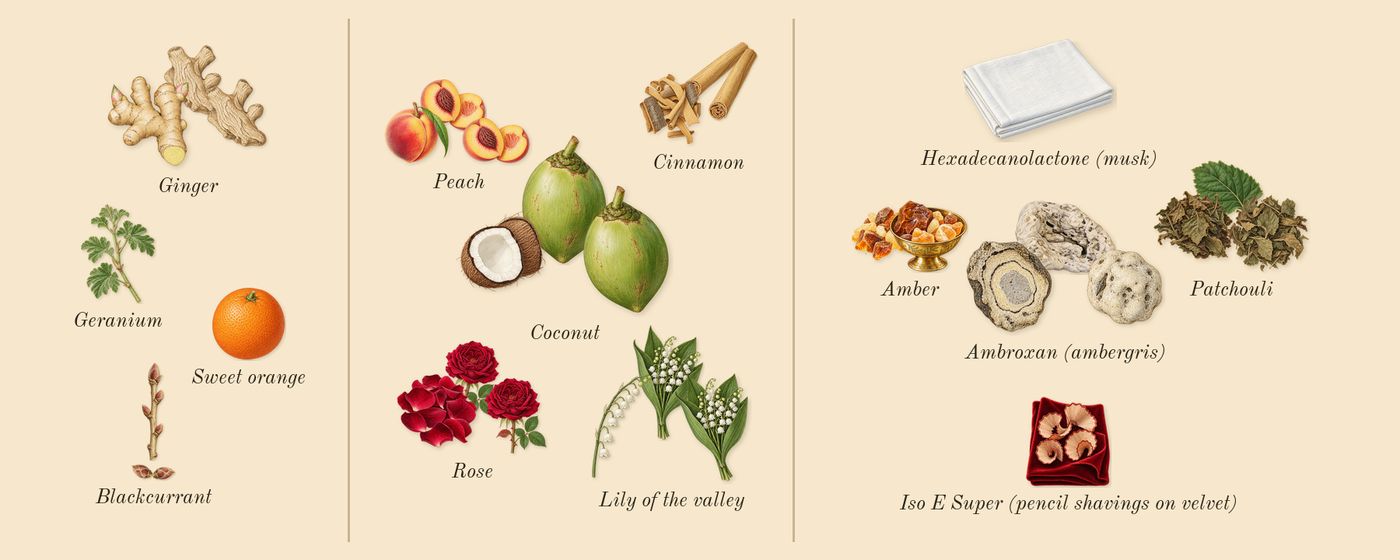 eLVes’s scent picture, a draft: rose, ambroxan (ambergris), lily of the valley, patchouli, amber, blackcurrant drawn so far; dashed outlines where nothing is drawn yet