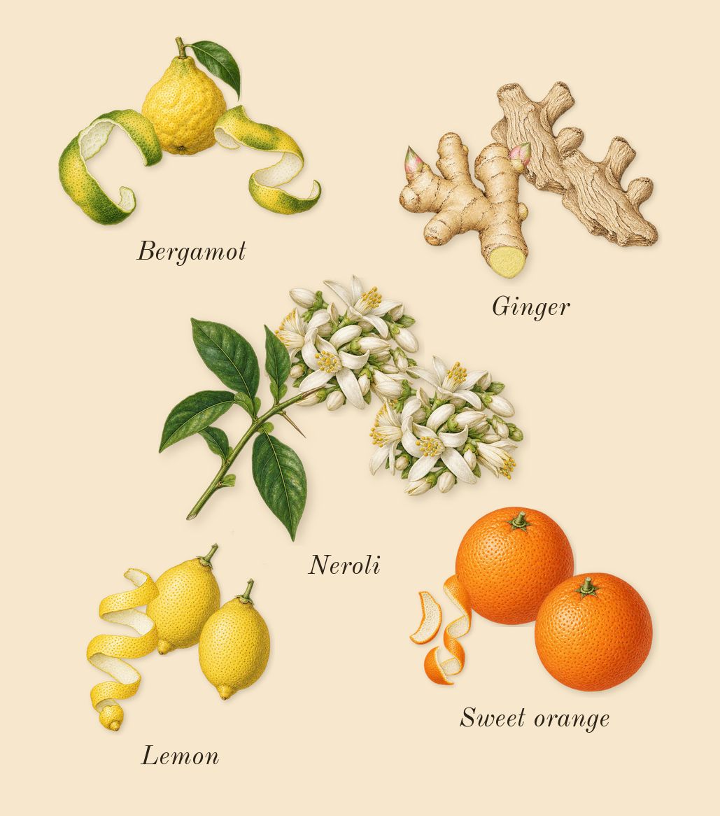 Imagination, top notes: Bergamot, Sweet orange, Lemon, Neroli, Ginger