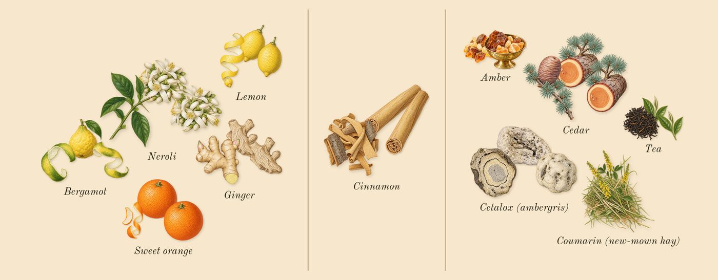 Imagination’s scent picture, a draft: amber, tea, bergamot, cetalox (ambergris), sweet orange, lemon drawn so far; dashed outlines where nothing is drawn yet