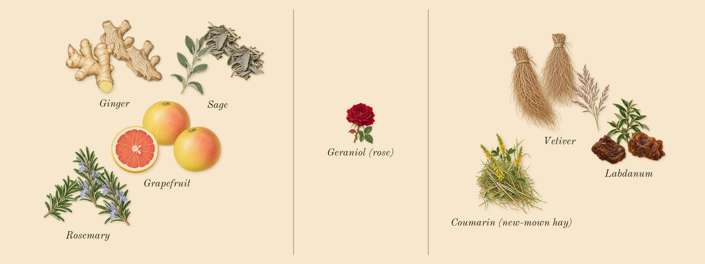 L'Immensité’s scent picture, a draft: ginger, grapefruit, vetiver, labdanum, sage, rosemary drawn so far; dashed outlines where nothing is drawn yet