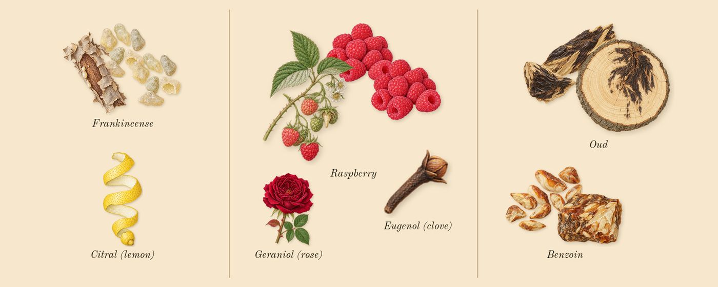 Ombre Nomade’s scent picture, a draft: oud, benzoin, frankincense, raspberry, citral (lemon), geraniol (rose) drawn so far; dashed outlines where nothing is drawn yet