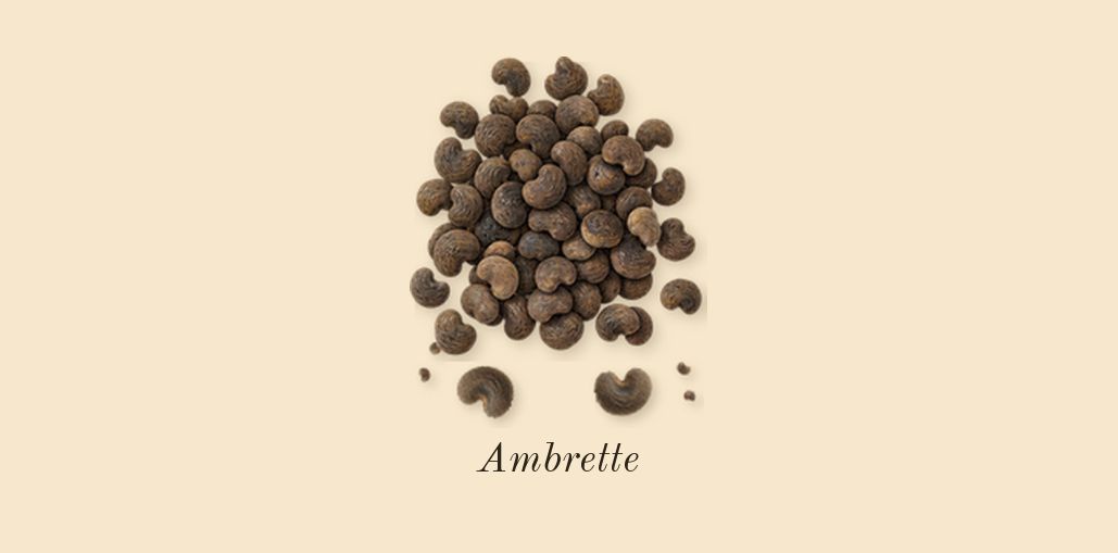 Pacific Chill, dry-down: Ambrette