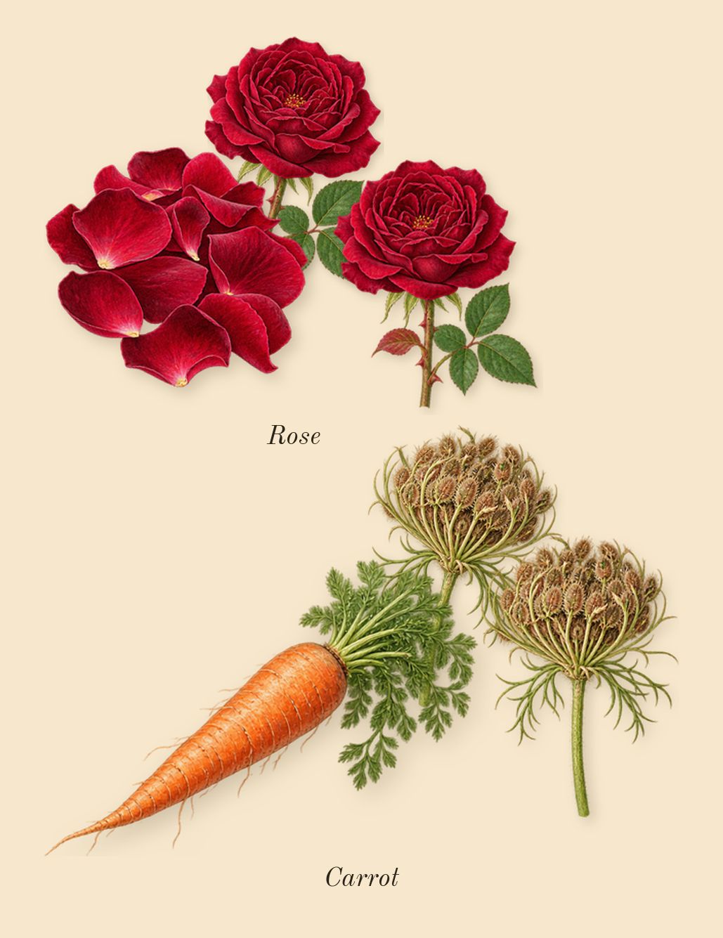 Pacific Chill, heart: Carrot, Rose