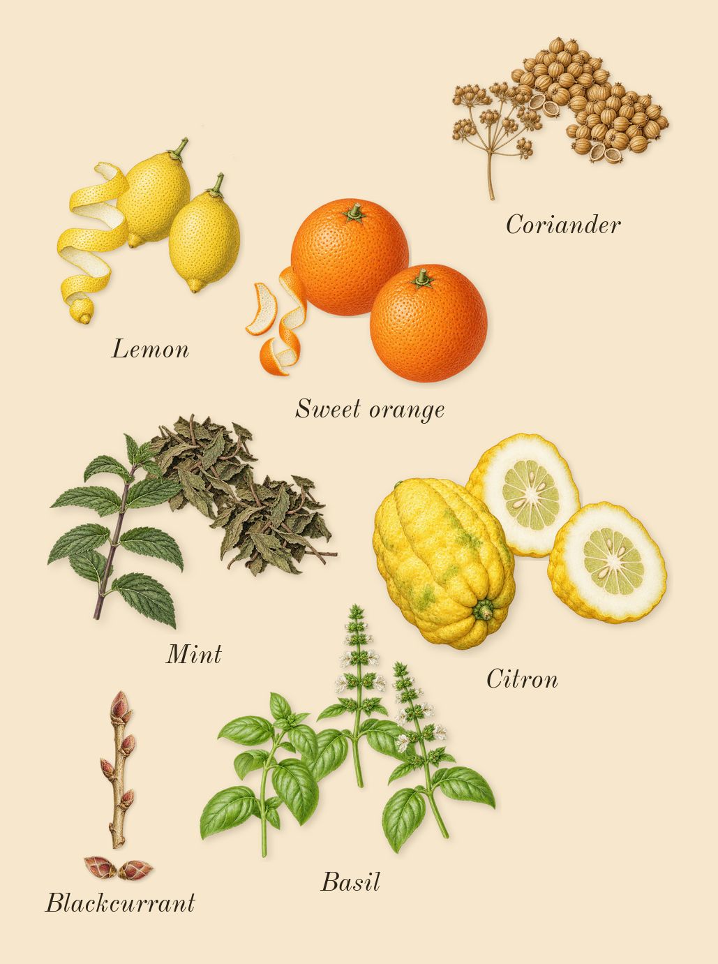 Pacific Chill, top notes: Blackcurrant, Lemon, Mint, Sweet orange, Basil, Coriander, Citron