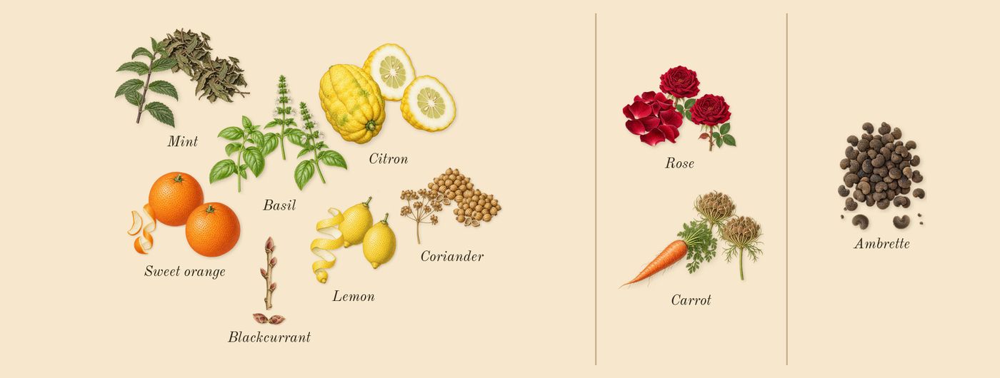 Pacific Chill’s scent picture, a draft: blackcurrant, lemon, carrot, ambrette, mint, sweet orange drawn so far; dashed outlines where nothing is drawn yet