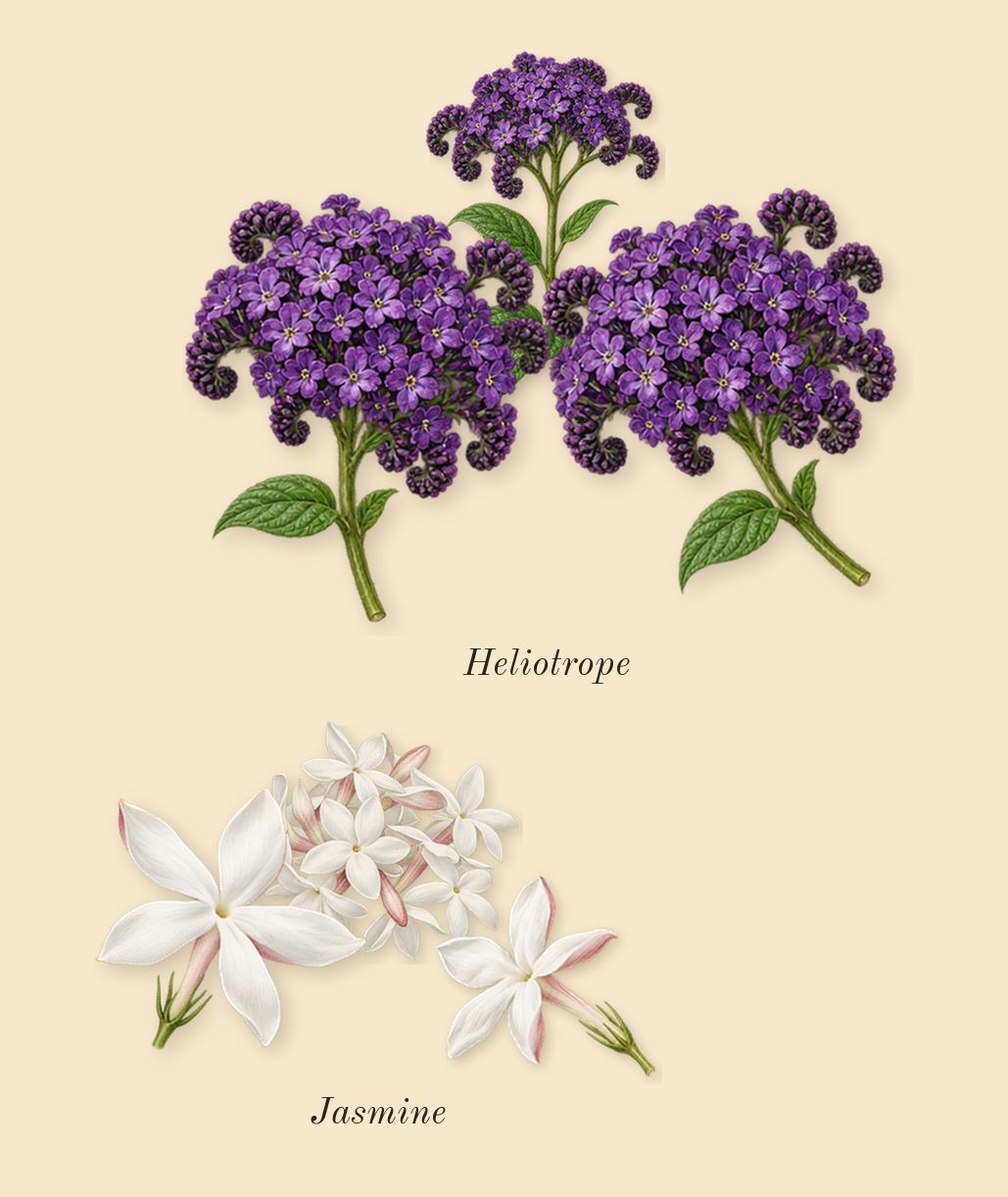 Love Delight, heart: Heliotrope, Jasmine