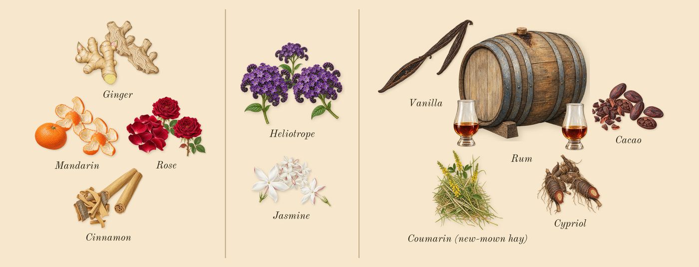 Love Delight’s scent picture, a draft: ginger, mandarin, rose, cinnamon, heliotrope, jasmine drawn so far; dashed outlines where nothing is drawn yet
