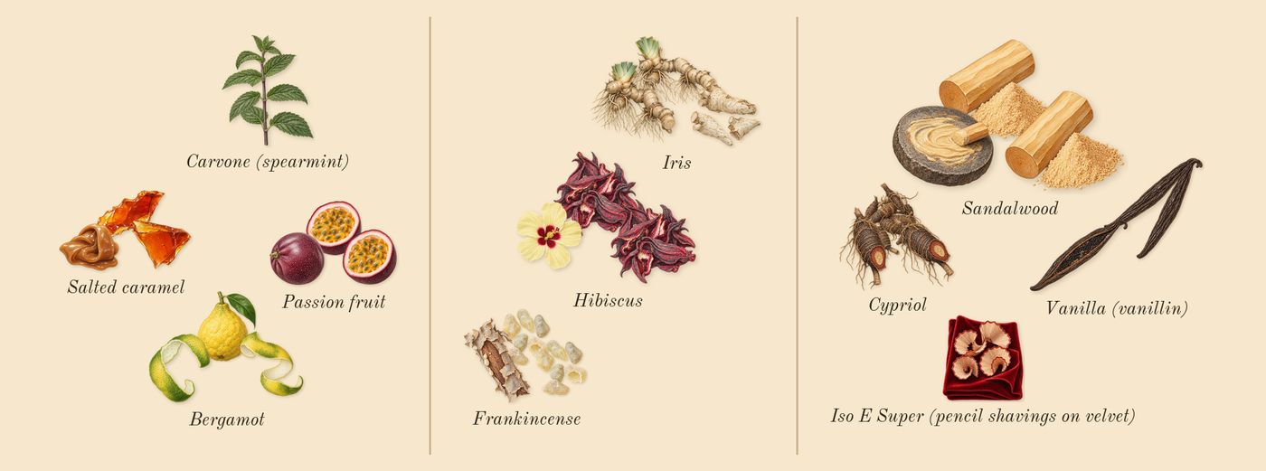 Love Hibiscus’s scent picture, a draft: salted caramel, passion fruit, bergamot, hibiscus, iris, frankincense drawn so far; dashed outlines where nothing is drawn yet