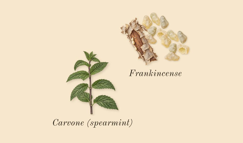 Luban Al Akhdar, top notes: Frankincense, Carvone (spearmint)