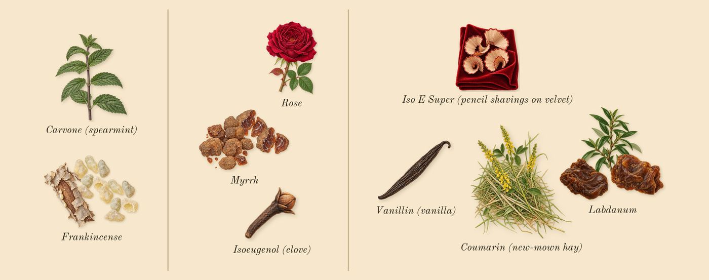 Luban Al Akhdar’s scent picture, a draft: frankincense, myrrh, labdanum, rose, coumarin (new-mown hay), iso e super (pencil shavings on velvet) drawn so far; dashed outlines where nothing is drawn yet