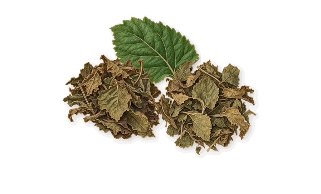Karma Perfume, what stays: Patchouli