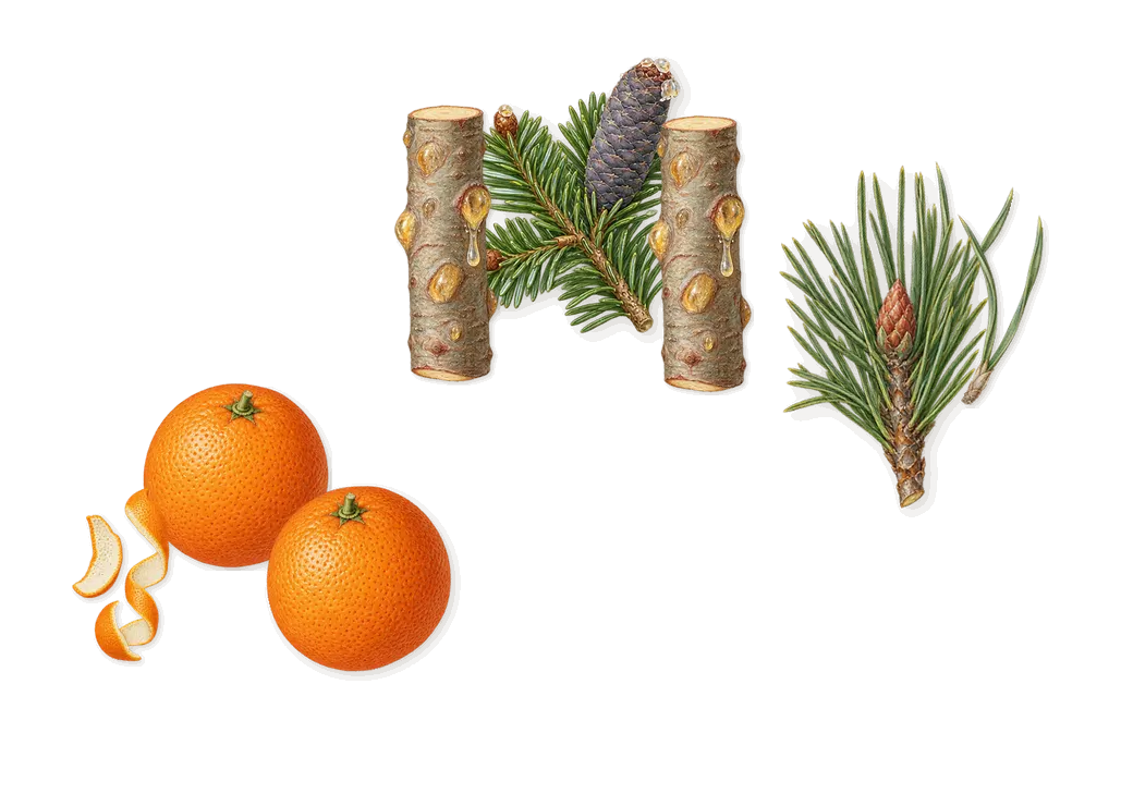 Karma Perfume, when you spray it: Pine, Fir balsam, Sweet orange