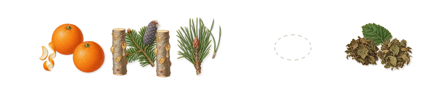 Karma Perfume’s scent picture, a draft: patchouli, pine, fir balsam, sweet orange drawn so far; dashed outlines where nothing is drawn yet