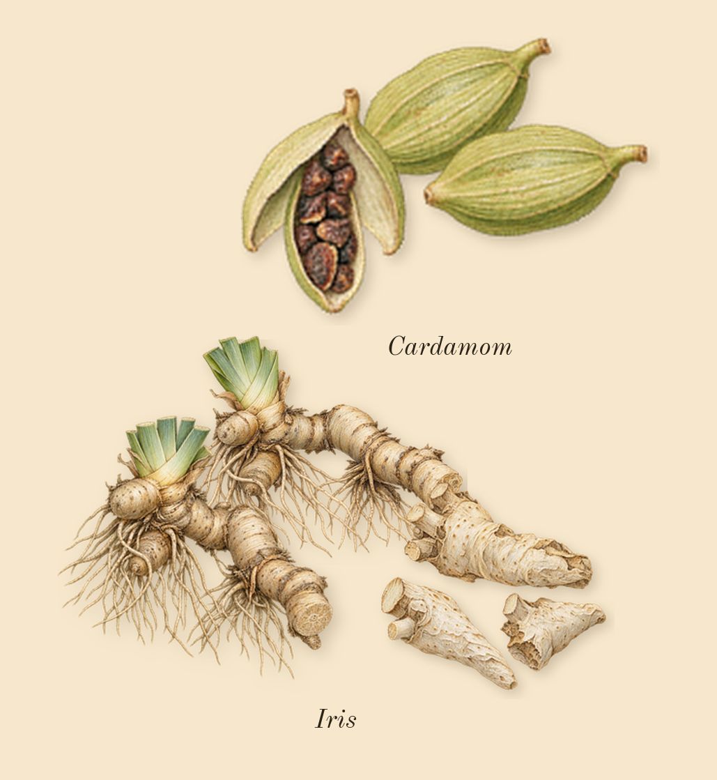 Lustre, top notes: Cardamom, Iris