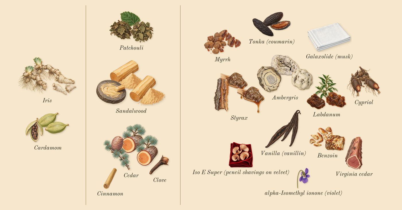 Lustre’s scent picture, a draft: cardamom, iris, patchouli, sandalwood, cedar, benzoin drawn so far; dashed outlines where nothing is drawn yet