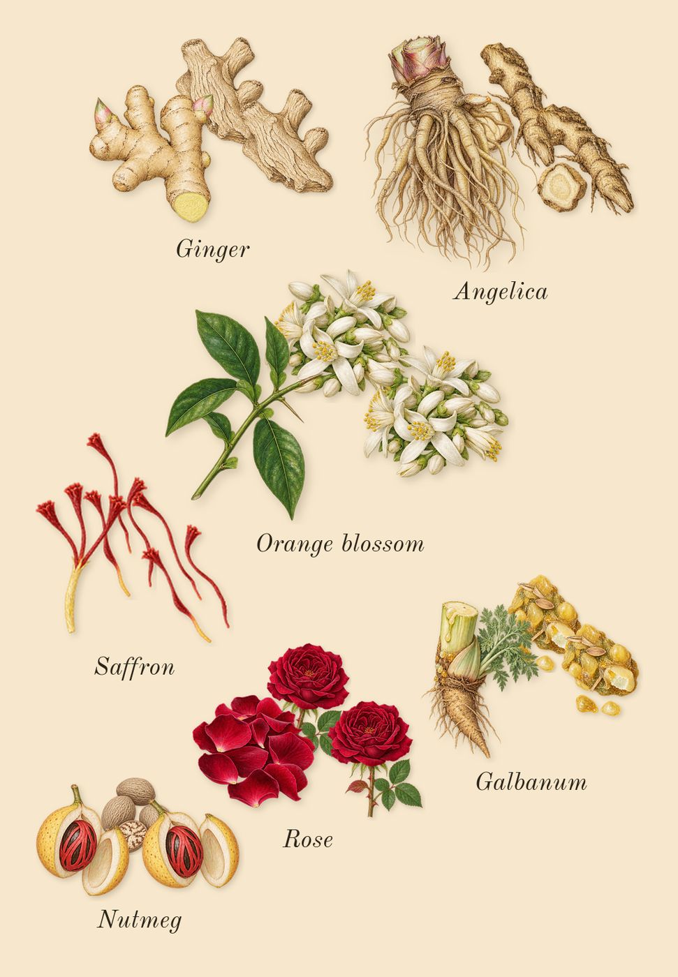 Lyric Man, heart: Rose, Angelica, Orange blossom, Galbanum, Ginger, Nutmeg, Saffron