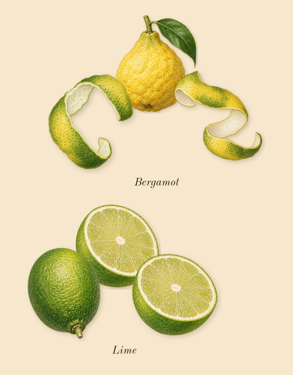 Lyric Man, top notes: Bergamot, Lime