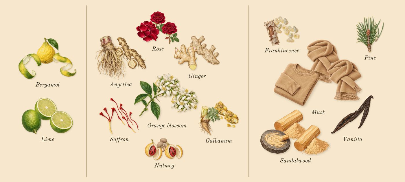Lyric Man’s scent picture, a draft: bergamot, lime, rose, angelica, orange blossom, galbanum drawn so far; dashed outlines where nothing is drawn yet
