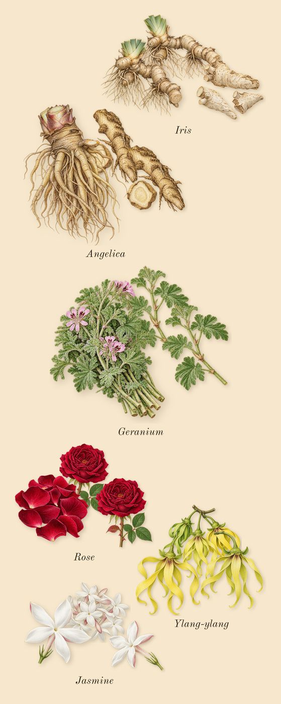 Lyric Woman, heart: Rose, Angelica, Jasmine, Ylang-ylang, Geranium, Iris