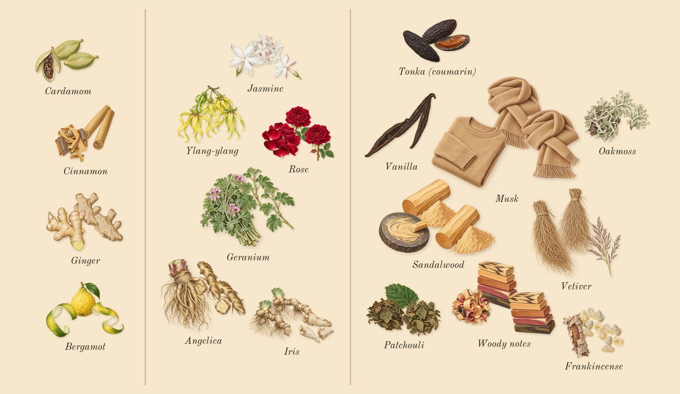 Lyric Woman’s scent picture, a draft: bergamot, cardamom, cinnamon, ginger, rose, angelica drawn so far; dashed outlines where nothing is drawn yet