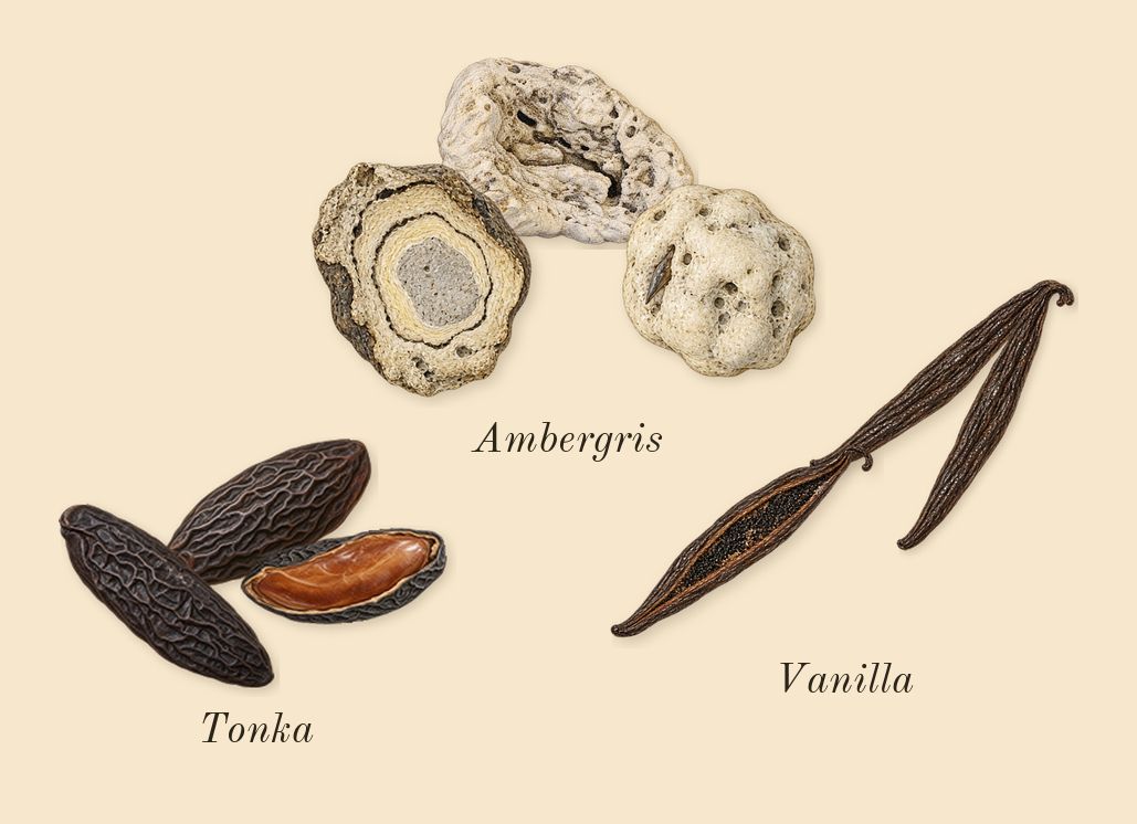 Dark Aoud, dry-down: Vanilla, Tonka, Ambergris