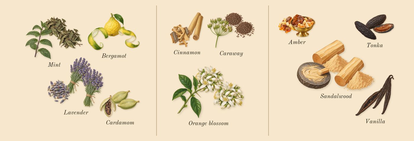 Glacier Pour Homme’s scent picture, a draft: lavender, mint, cardamom, bergamot, cinnamon, orange blossom drawn so far; dashed outlines where nothing is drawn yet