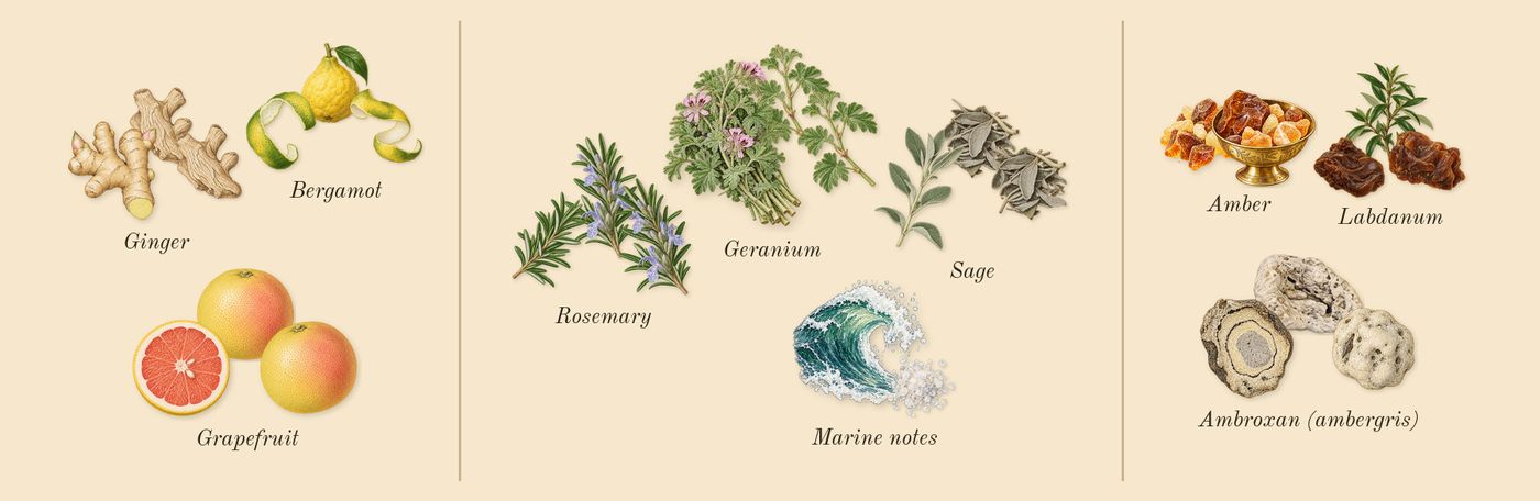 Jean Lowe Immortal’s scent picture, a draft: grapefruit, ginger, bergamot, rosemary, marine notes, sage drawn so far; dashed outlines where nothing is drawn yet