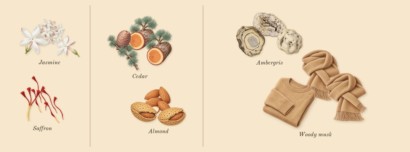 La Rouge Baroque’s scent picture, a draft: jasmine, saffron, almond, cedar, woody musk, ambergris drawn so far; dashed outlines where nothing is drawn yet