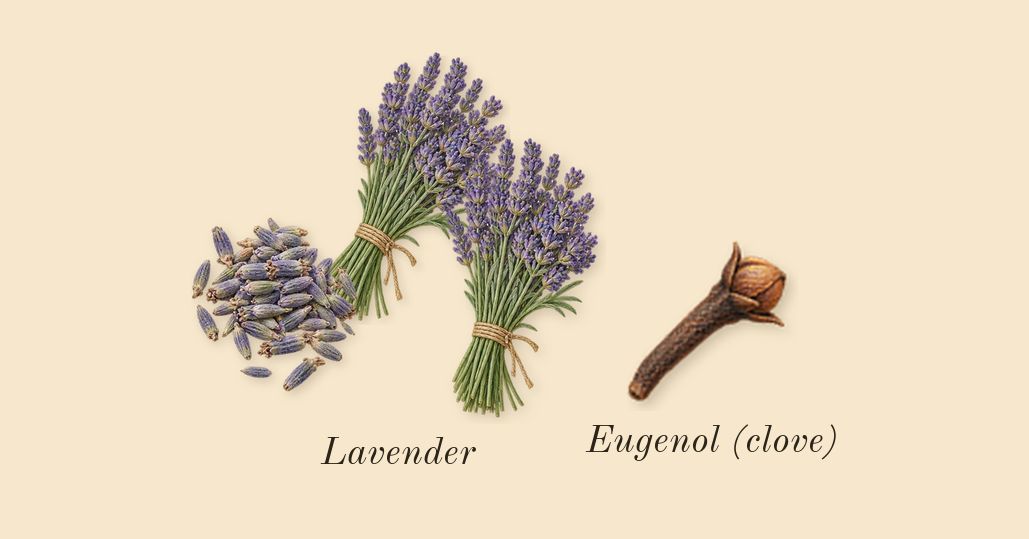 Leonie, heart: Lavender, Eugenol (clove)
