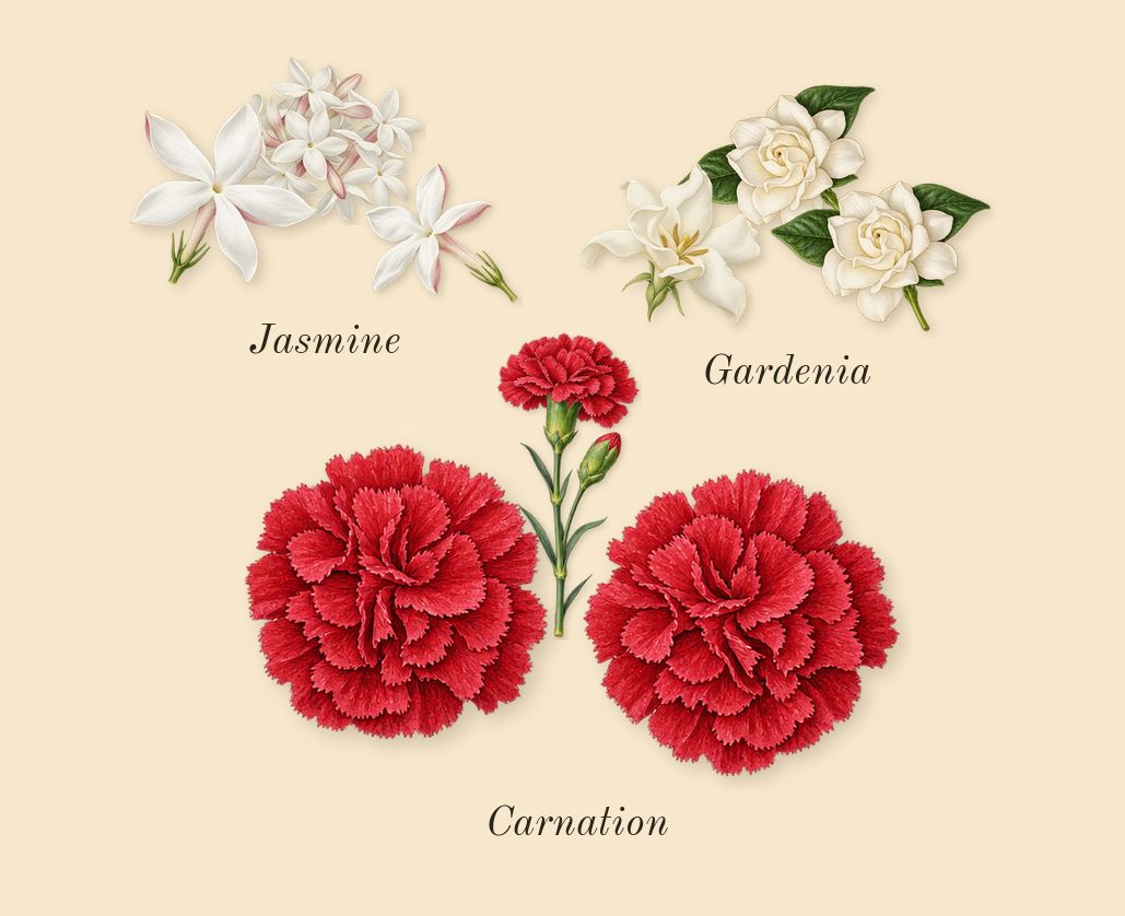 Luxe Nightlife, top notes: Gardenia, Carnation, Jasmine