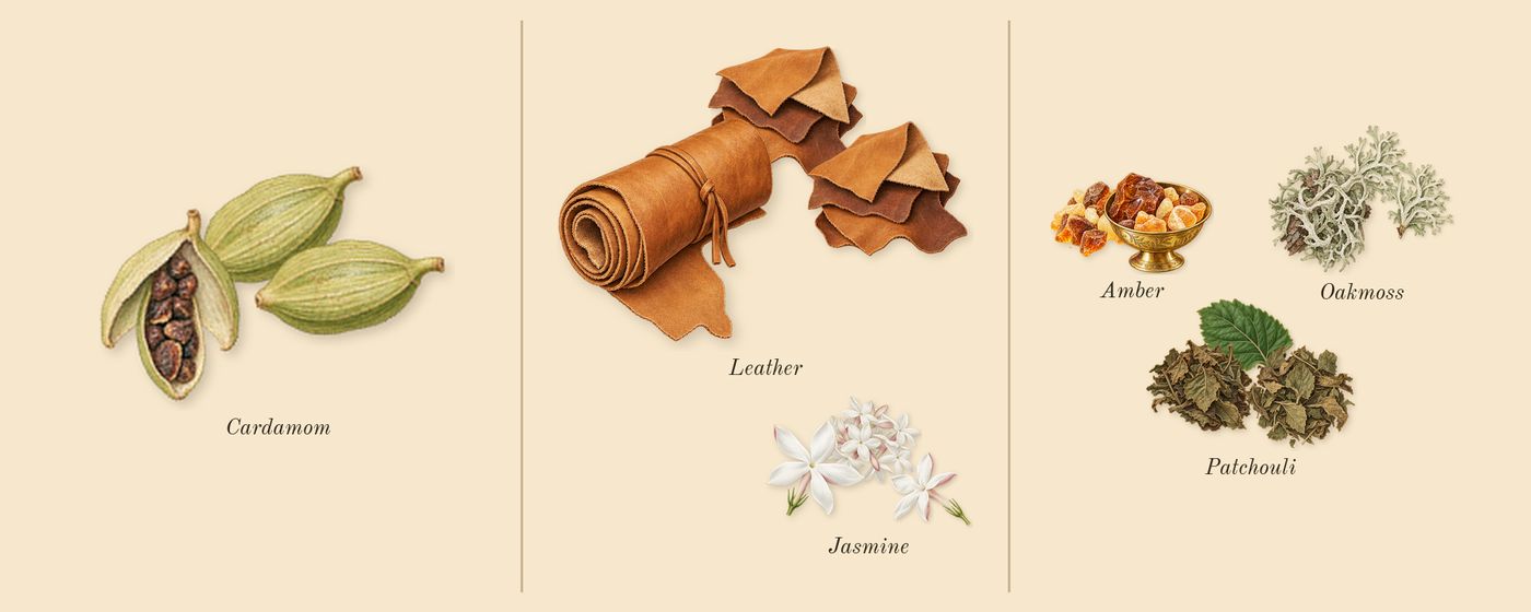 Opulence Leather’s scent picture, a draft: cardamom, leather, jasmine, amber, oakmoss, patchouli drawn so far; dashed outlines where nothing is drawn yet
