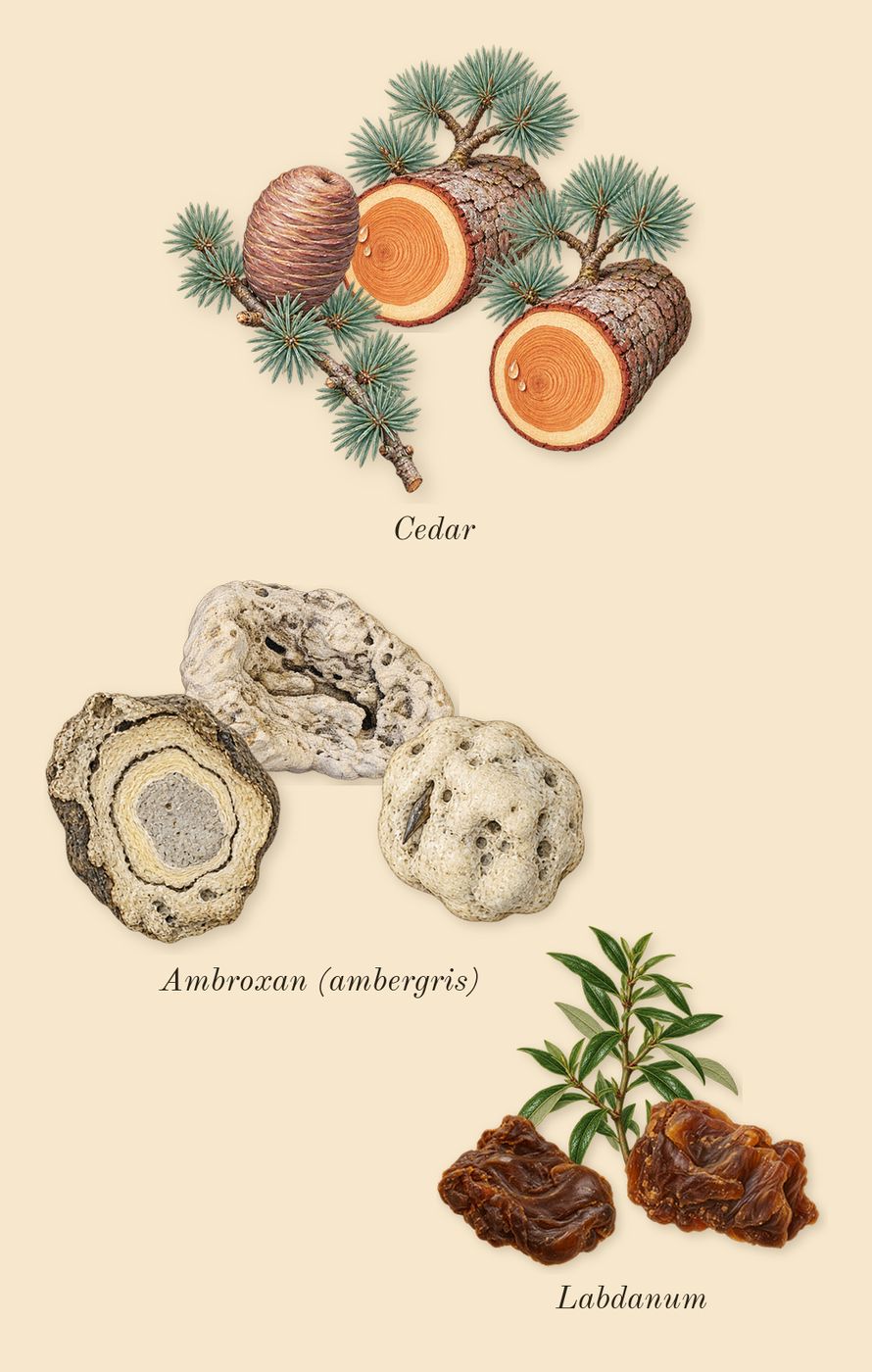Salvo, dry-down: Ambroxan (ambergris), Cedar, Labdanum