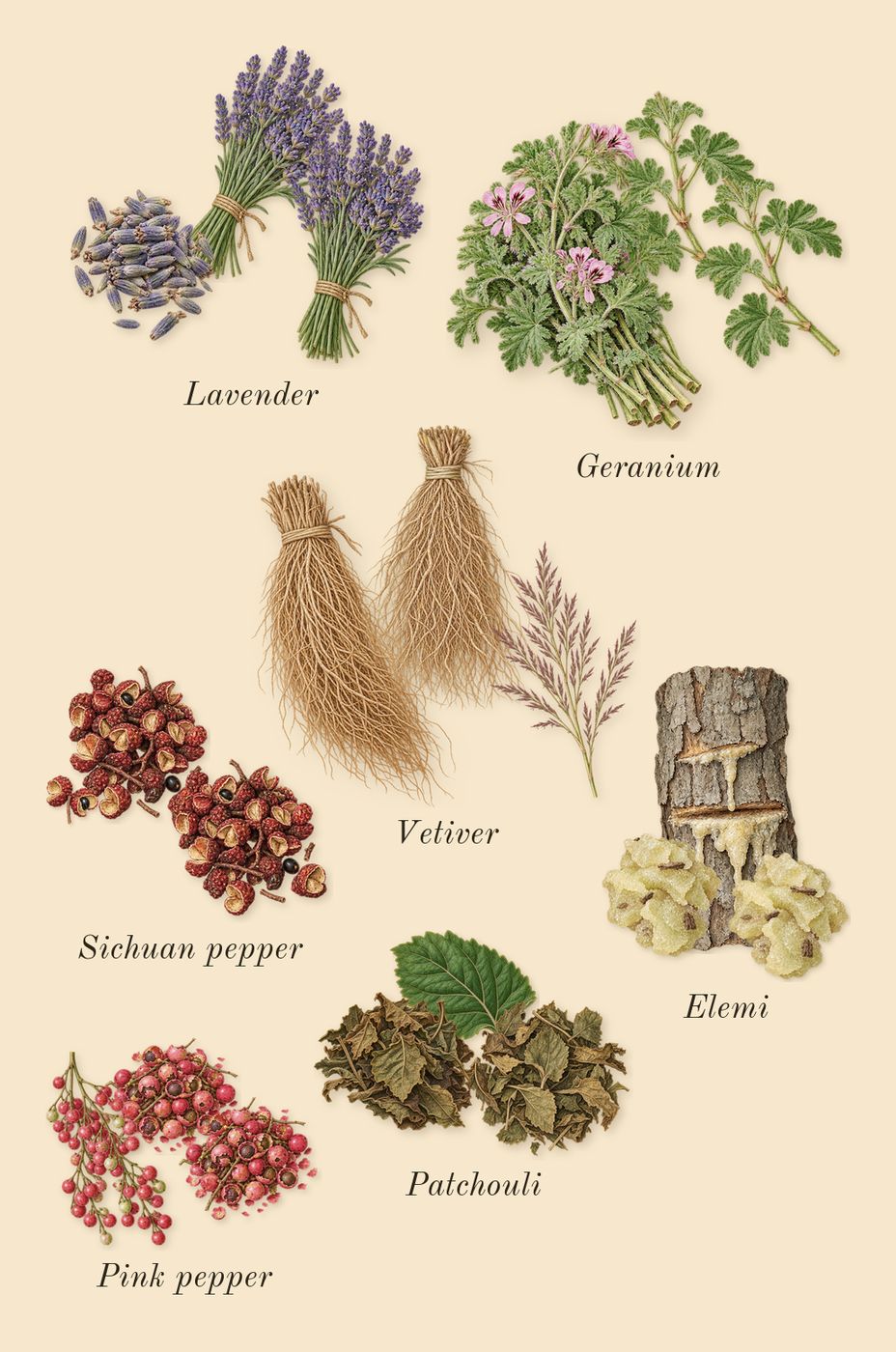 Salvo, heart: Sichuan pepper, Lavender, Pink pepper, Vetiver, Patchouli, Geranium, Elemi