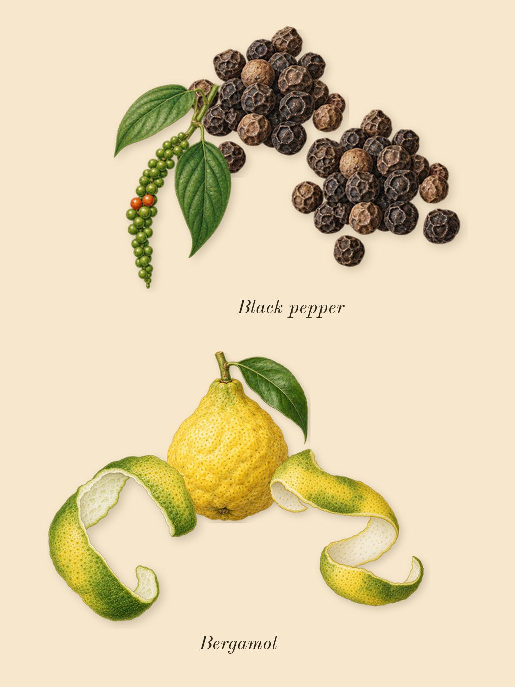 Salvo, top notes: Bergamot, Black pepper