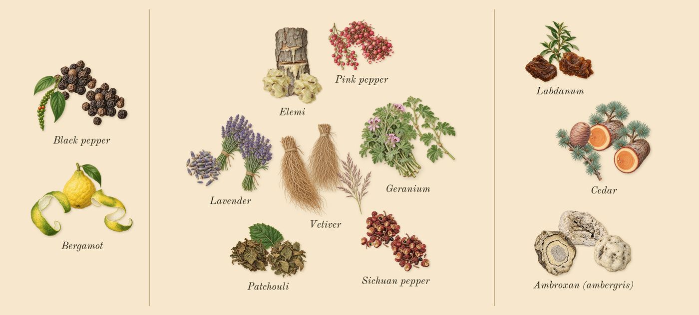 Salvo’s scent picture, a draft: bergamot, black pepper, sichuan pepper, lavender, pink pepper, vetiver drawn so far; dashed outlines where nothing is drawn yet