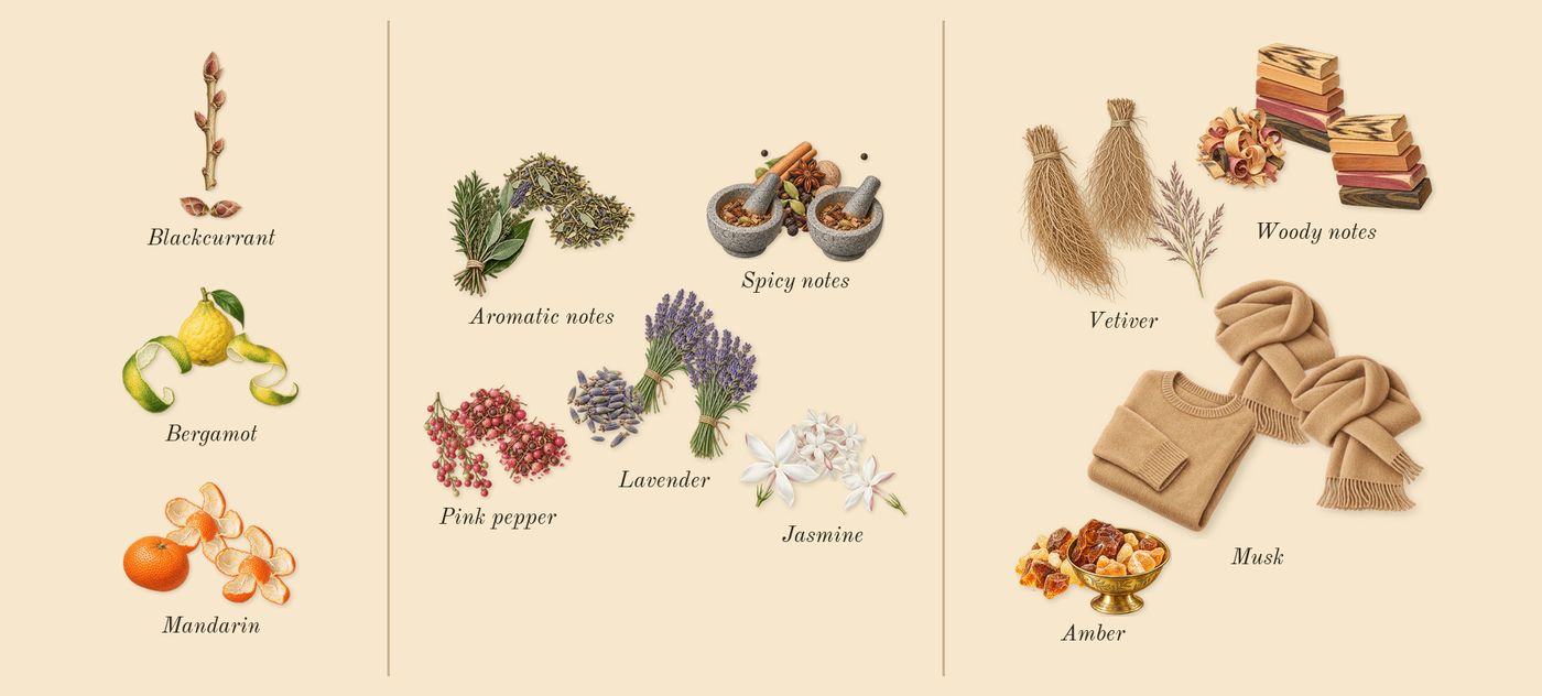 Sceptre Malachite’s scent picture, a draft: mandarin, bergamot, blackcurrant, aromatic notes, lavender, spicy notes drawn so far; dashed outlines where nothing is drawn yet