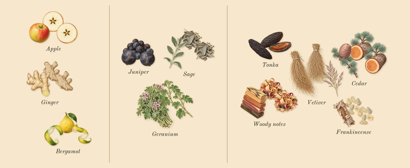 Yeah’s scent picture, a draft: apple, ginger, bergamot, sage, juniper, geranium drawn so far; dashed outlines where nothing is drawn yet