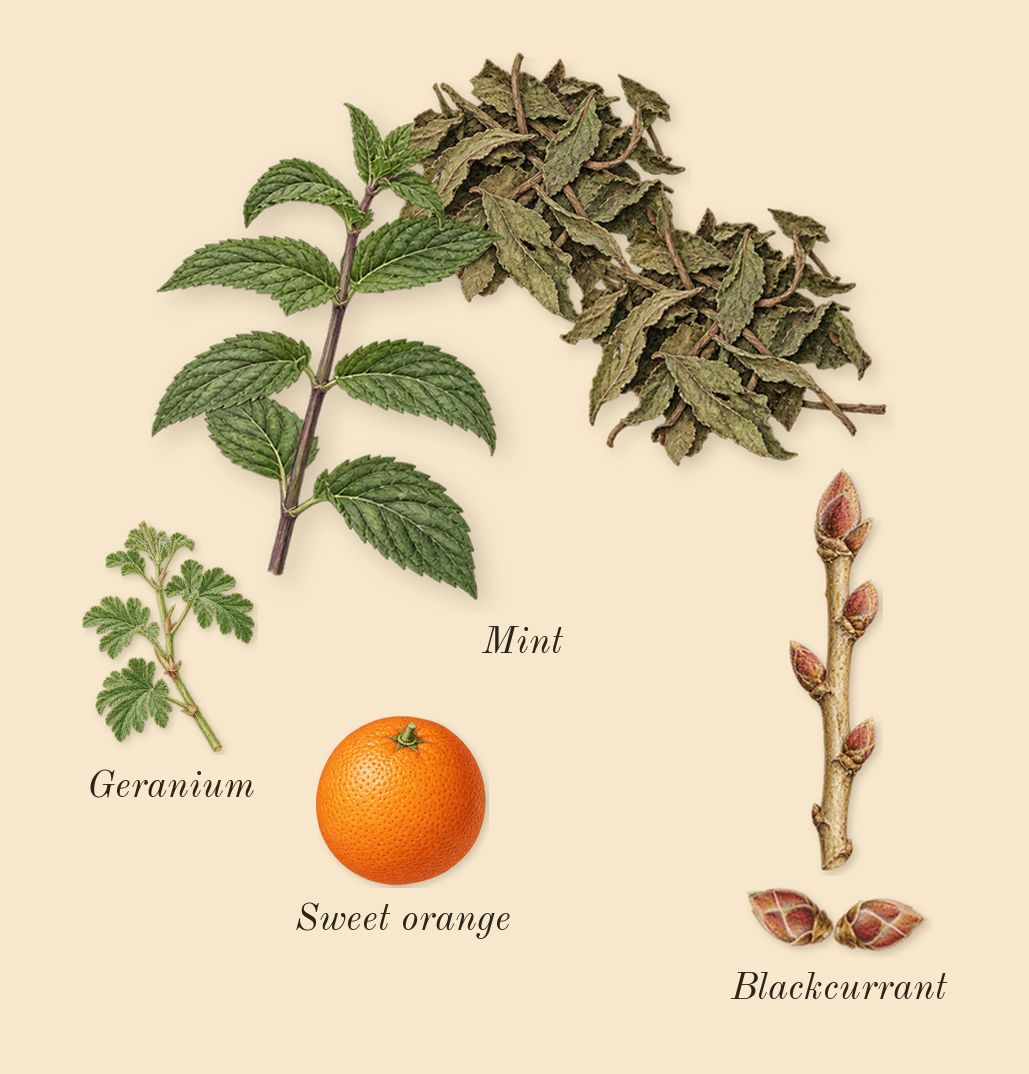 Hibiscus Mahajád, top notes: Mint, Blackcurrant, Geranium, Sweet orange