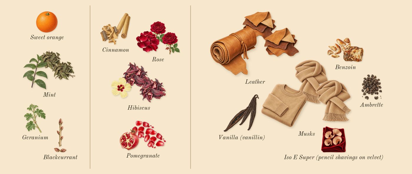 Hibiscus Mahajád’s scent picture, a draft: rose, vanilla (vanillin), leather, mint, blackcurrant, ambrette drawn so far; dashed outlines where nothing is drawn yet