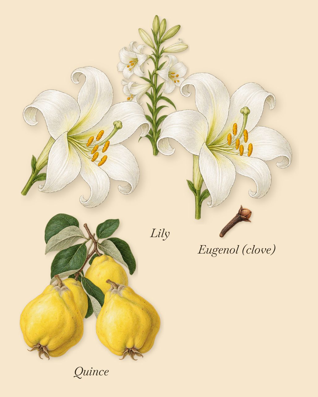 Lys Sølaberg, as it settles: Lily, Quince, Eugenol (clove)