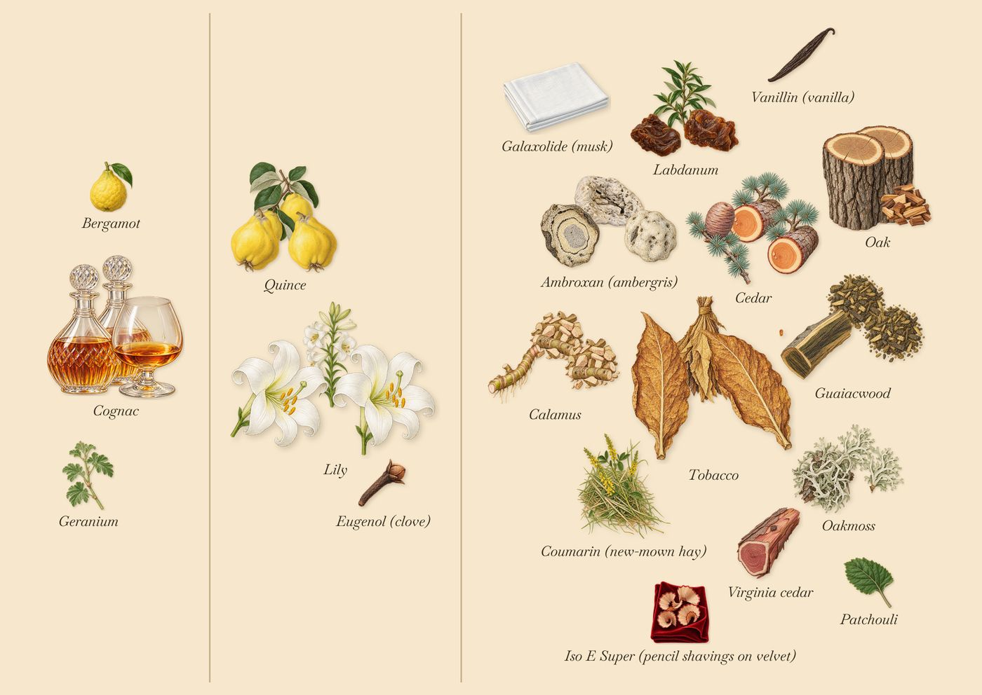 Lys Sølaberg’s scent picture, a draft: lily, quince, calamus, guaiacwood, ambroxan (ambergris), oakmoss drawn so far; dashed outlines where nothing is drawn yet
