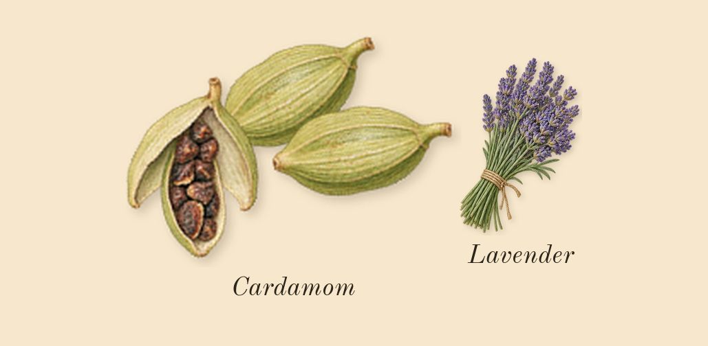 Oud Cadenza, top notes: Cardamom, Lavender