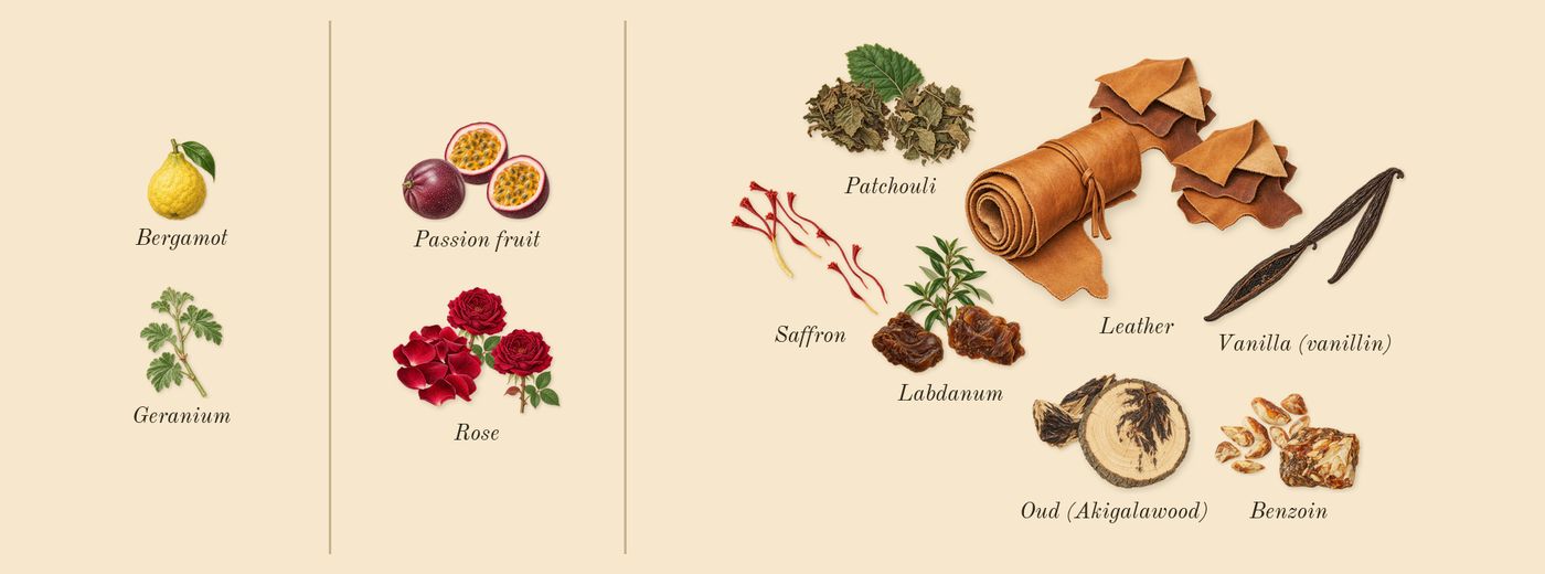 Oud Maracujá’s scent picture, a draft: passion fruit, saffron, rose, oud (akigalawood), benzoin, labdanum drawn so far; dashed outlines where nothing is drawn yet