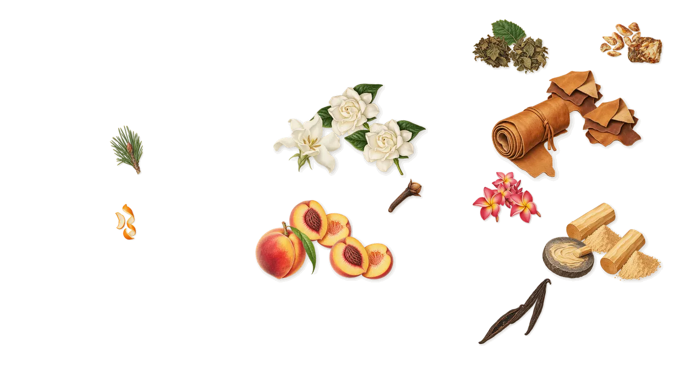 Patchouli Magnetik’s scent picture, a draft: gardenia, peach, patchouli, sandalwood, vanilla (vanillin), benzoin drawn so far; dashed outlines where nothing is drawn yet