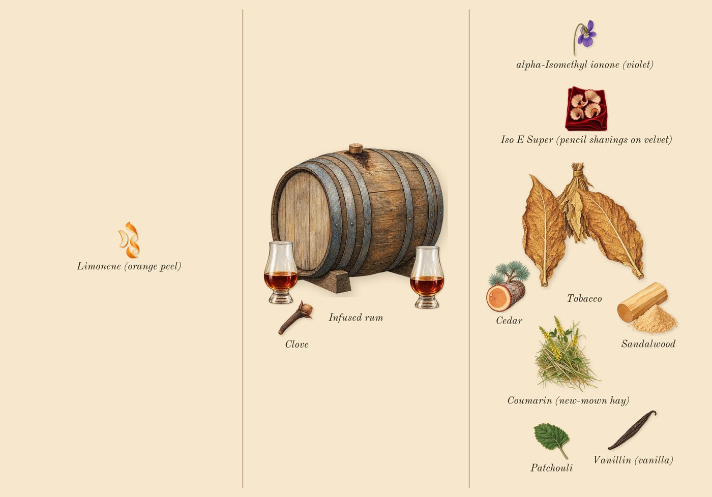 Tobacco Carnaval’s scent picture, a draft: tobacco, infused rum, patchouli, cedar, clove, sandalwood drawn so far; dashed outlines where nothing is drawn yet