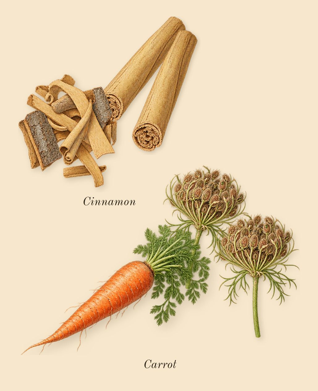 Tubéreuse Astrale, heart: Cinnamon, Carrot