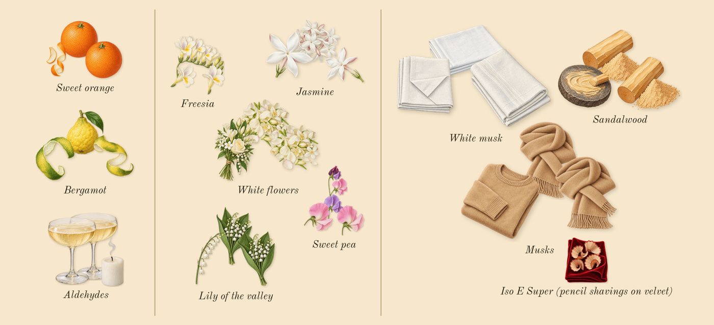 724’s scent picture, a draft: sandalwood, aldehydes, bergamot, white flowers, jasmine, musks drawn so far; dashed outlines where nothing is drawn yet