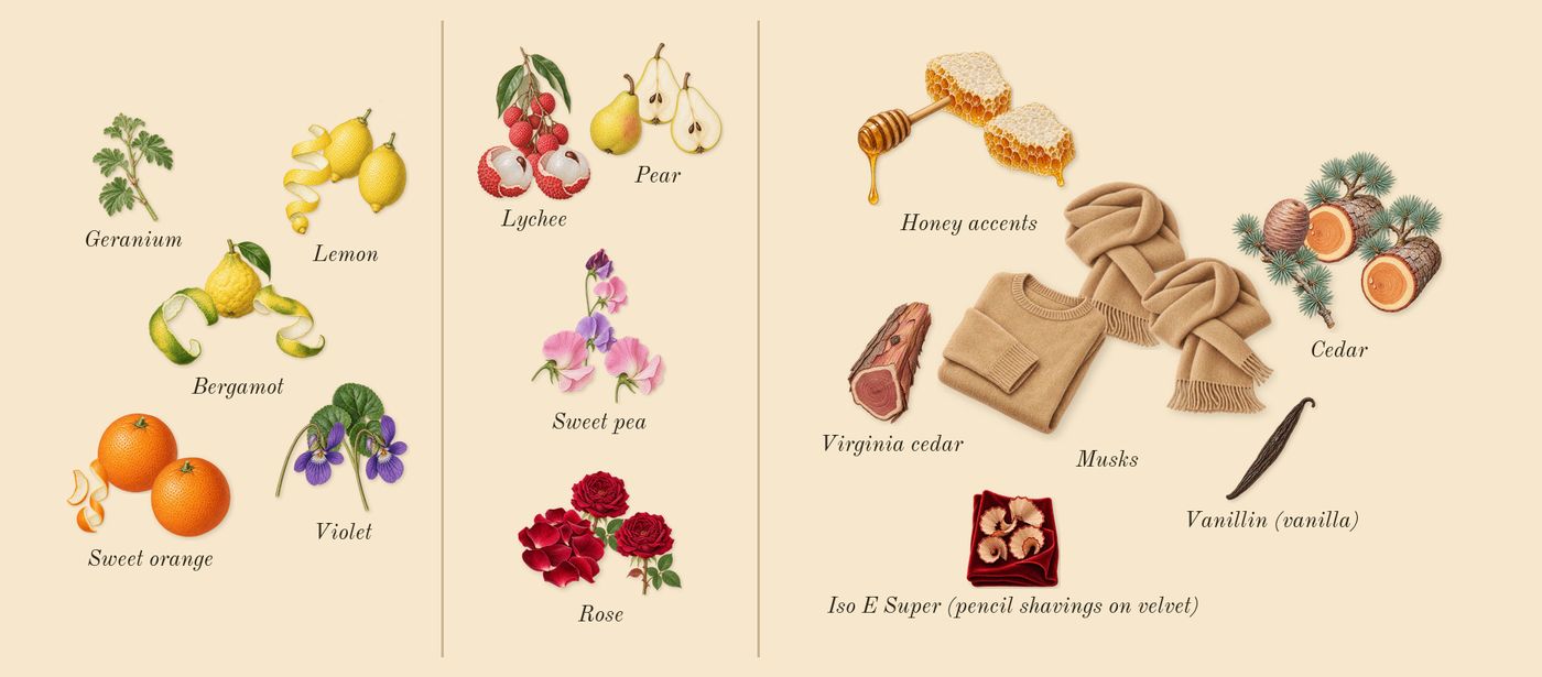 À la Rose’s scent picture, a draft: musks, sweet pea, rose, violet, honey accents, pear drawn so far; dashed outlines where nothing is drawn yet