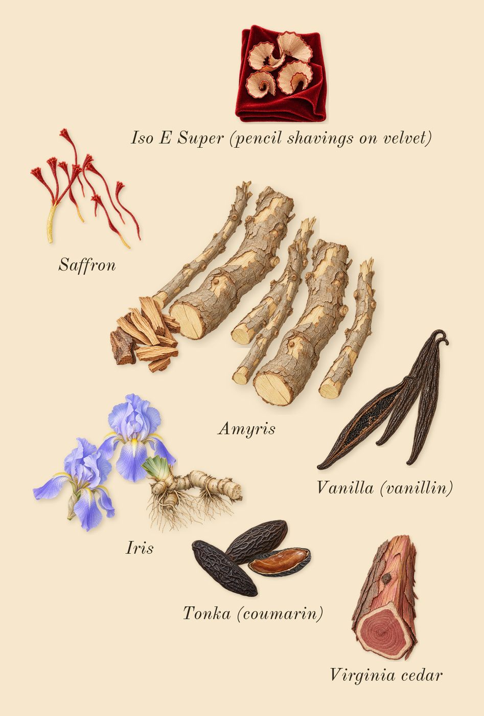 Amyris Homme, dry-down: Saffron, Vanilla (vanillin), Amyris, Tonka (coumarin), Iris, Virginia cedar, Iso E Super (pencil shavings on velvet)